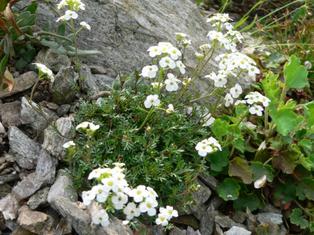 Pritzelago (Hutchinsia) alpina